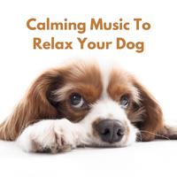 Calming Music to Relax Your Dog