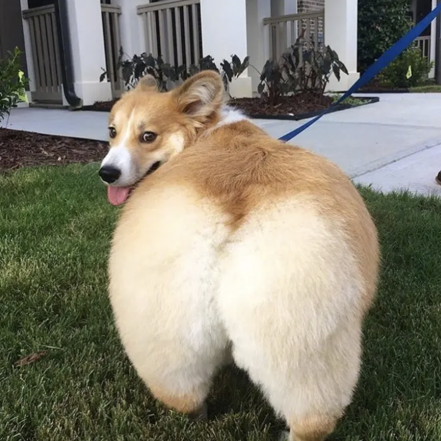 大屁股（DJ2k7 bootleg）