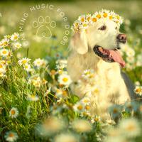 Calming Music for Dogs - Relieve Separation Anxiety and Stress Barking and Chewing