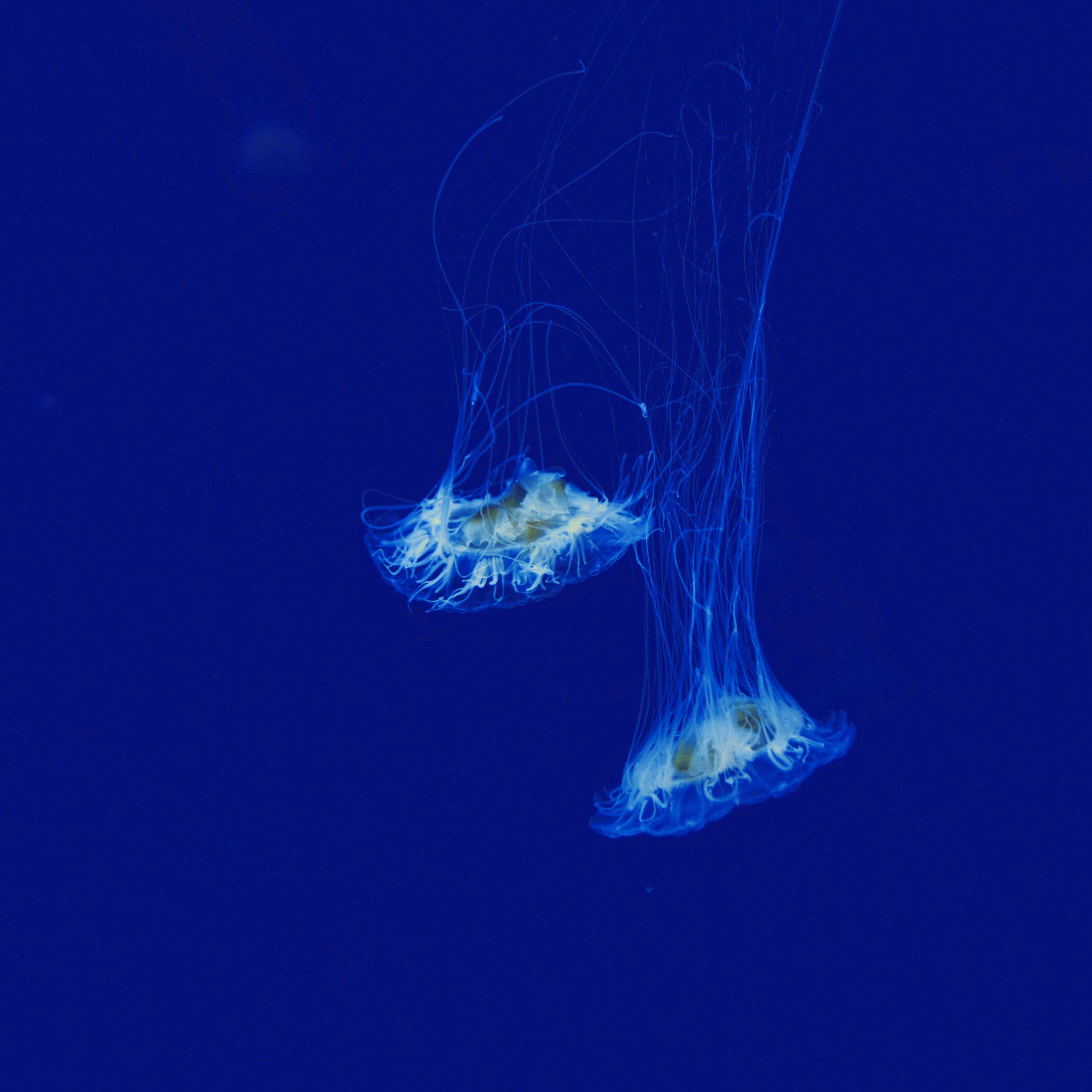 水里的骨骼(泪海 II)