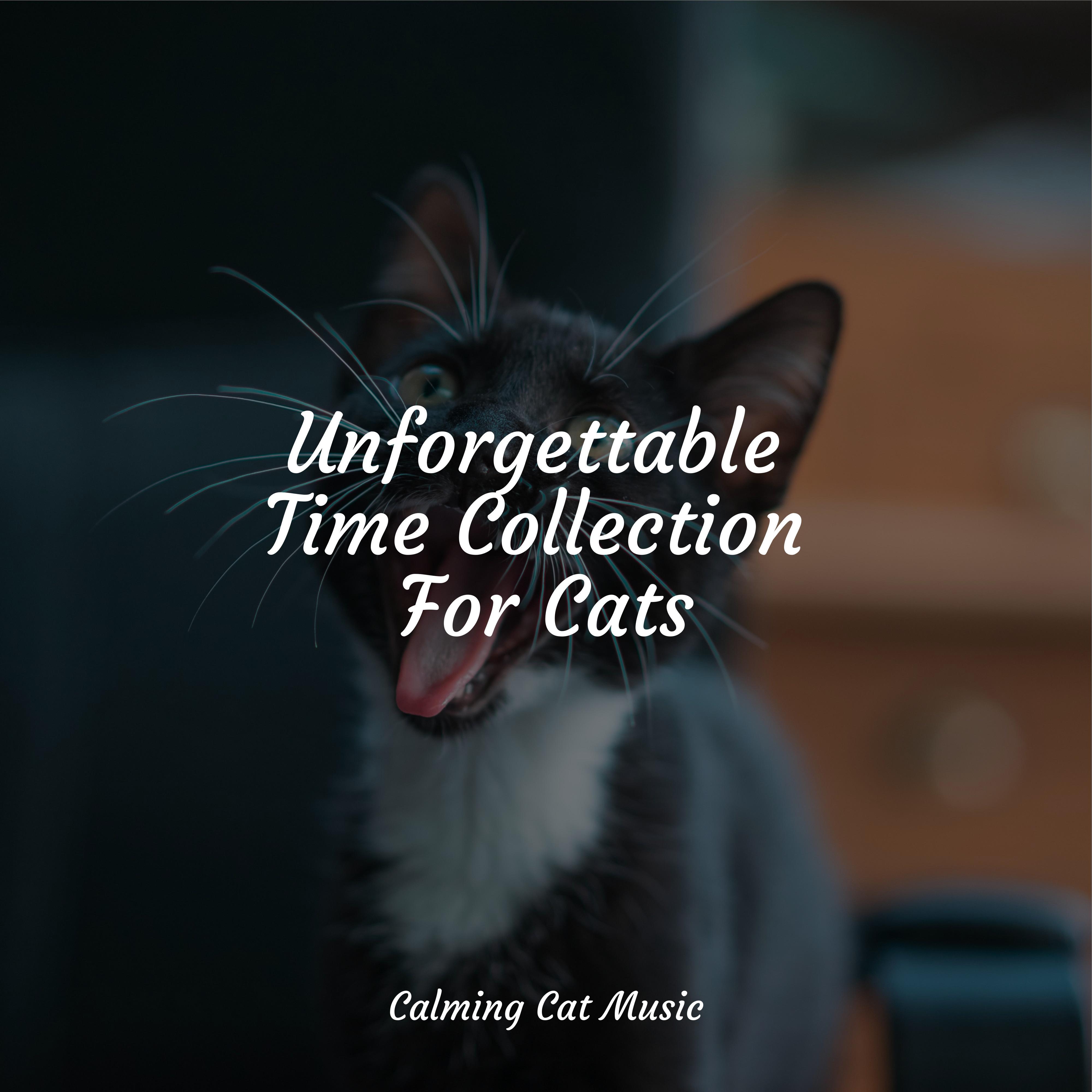 Karma Flows Jazz Music Therapy for Cats/Music for Cats Project/Cat