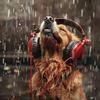 Calm Dog Music - Doggy Rain Dance