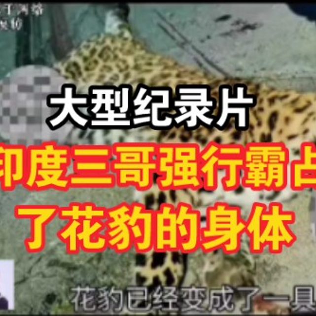 大型纪录片《印度三哥强行霸占了花豹的身体》