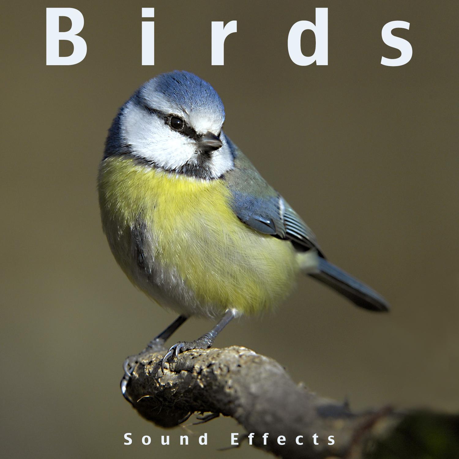 Birds Short Sound Effect