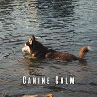 Canine Calm: Harmonious Birds and Meditative River for Dogs