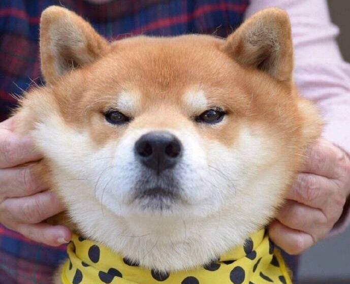 可喜可乐可喜可乐