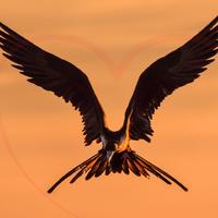 Soaring High资料,Soaring High最新歌曲,Soaring HighMV视频,Soaring High音乐专辑,Soaring High好听的歌