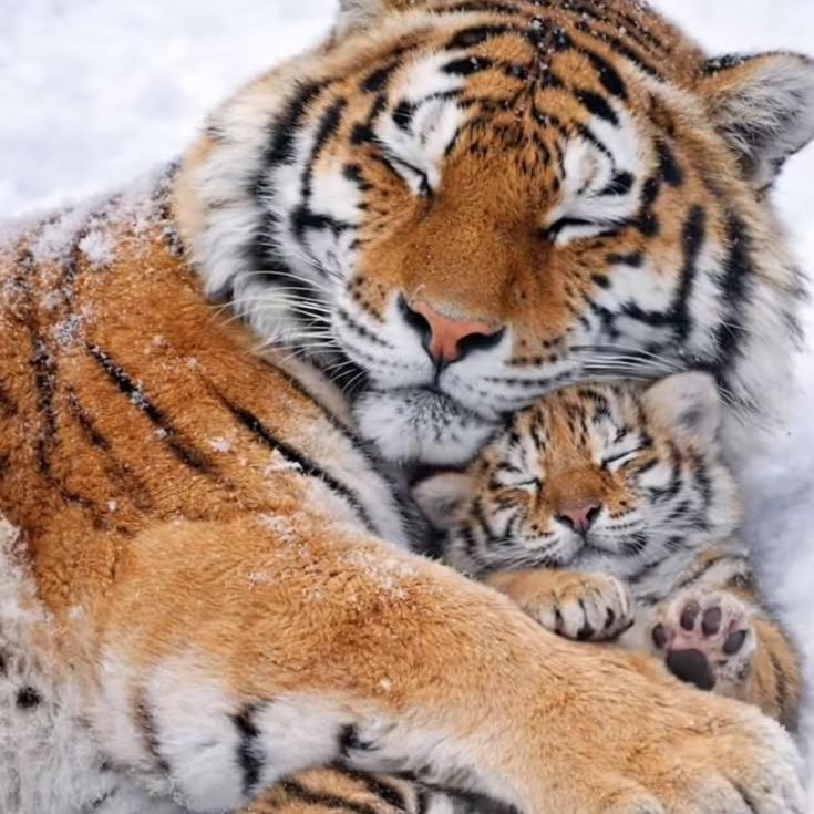 爱让我变得啰嗦我还是对你说我爱你