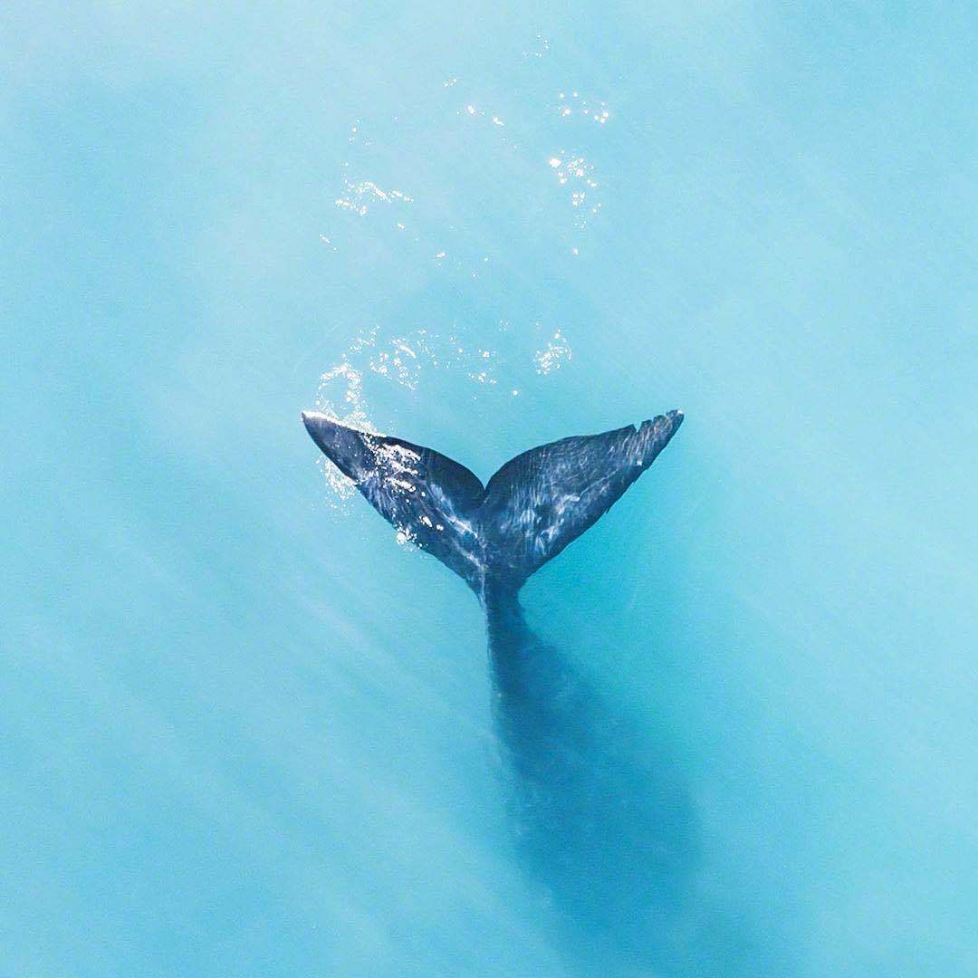 昨晚我梦见我学会了游泳（女声版）