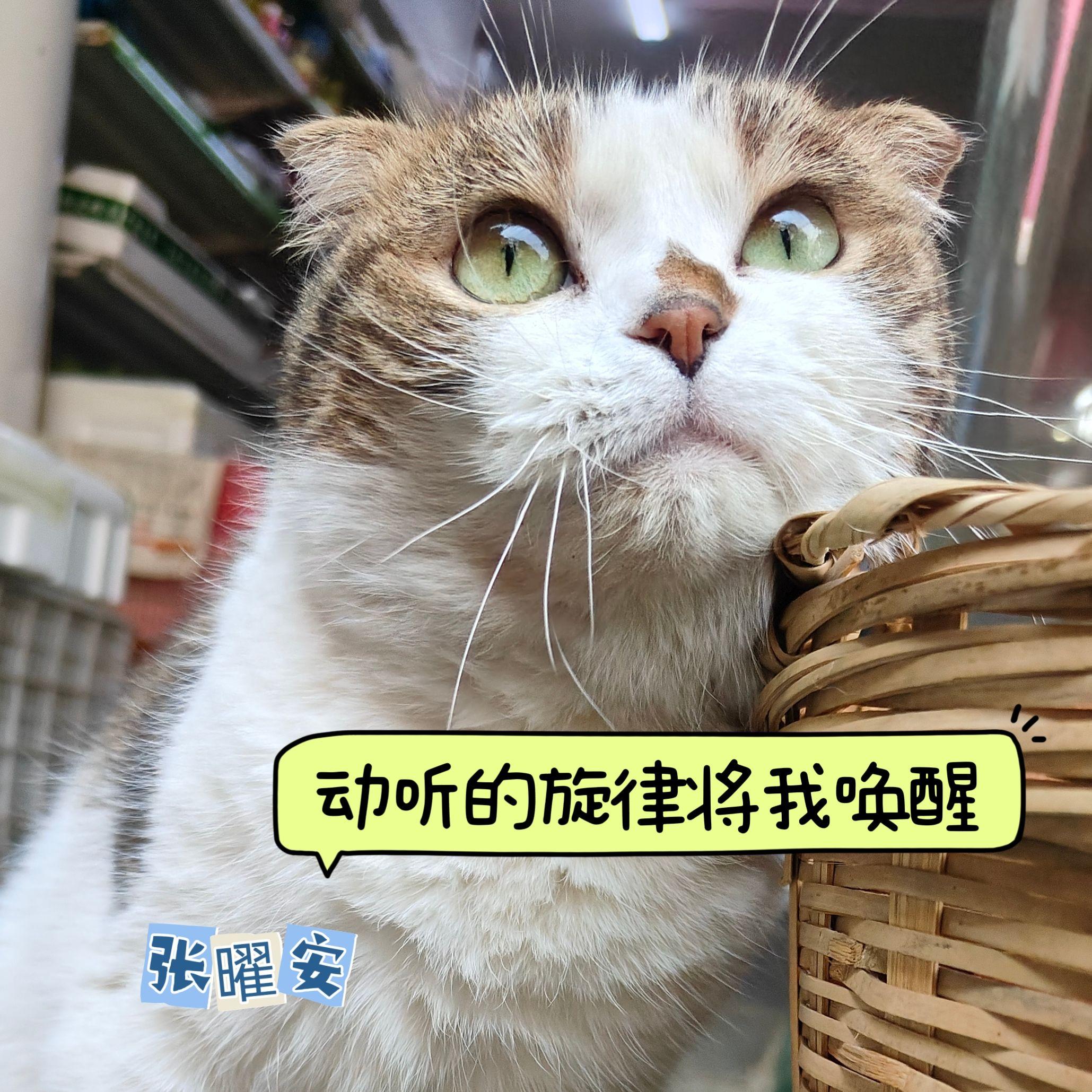 钱夫人封面