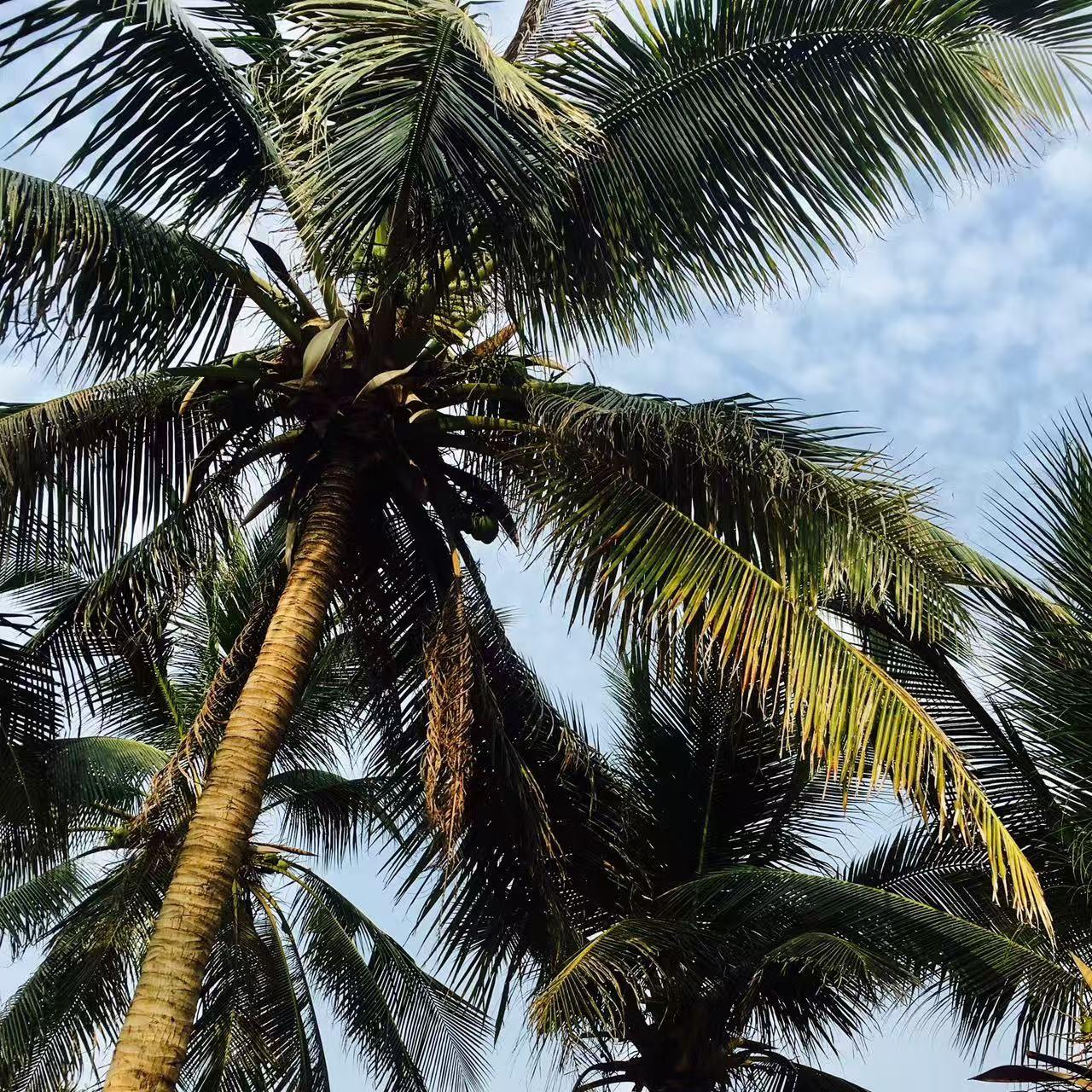 Officially Missing You (cover cut)