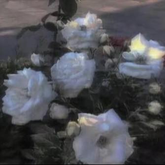花香封面