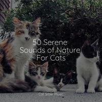 50 Serene Sounds of Nature For Cats