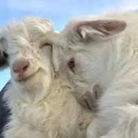 ALX资料,ALX最新歌曲,ALXMV视频,ALX音乐专辑,ALX好听的歌