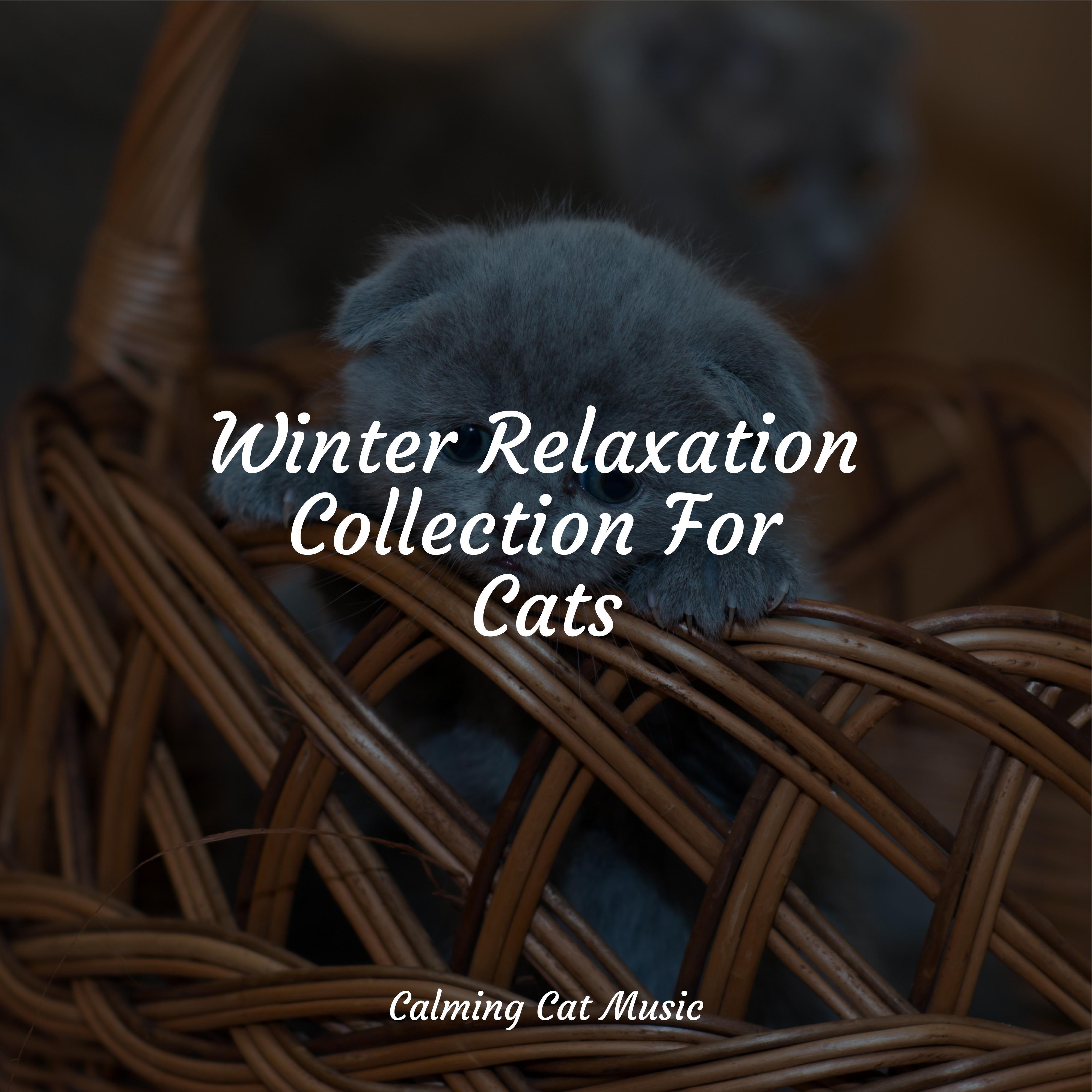 Curated visual reference: Fresh Look at Bliss Jazz Music Therapy For Cats Music For Cats Project