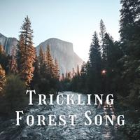 Trickling Forest Song