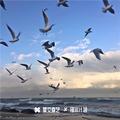 落花随步轻扬