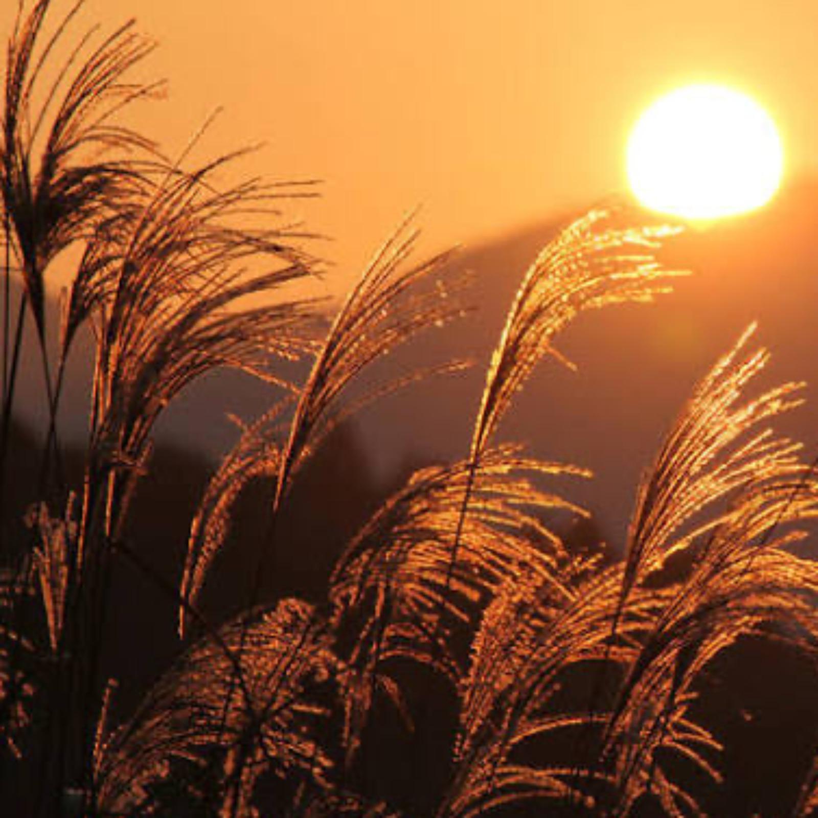 ほっとけない....