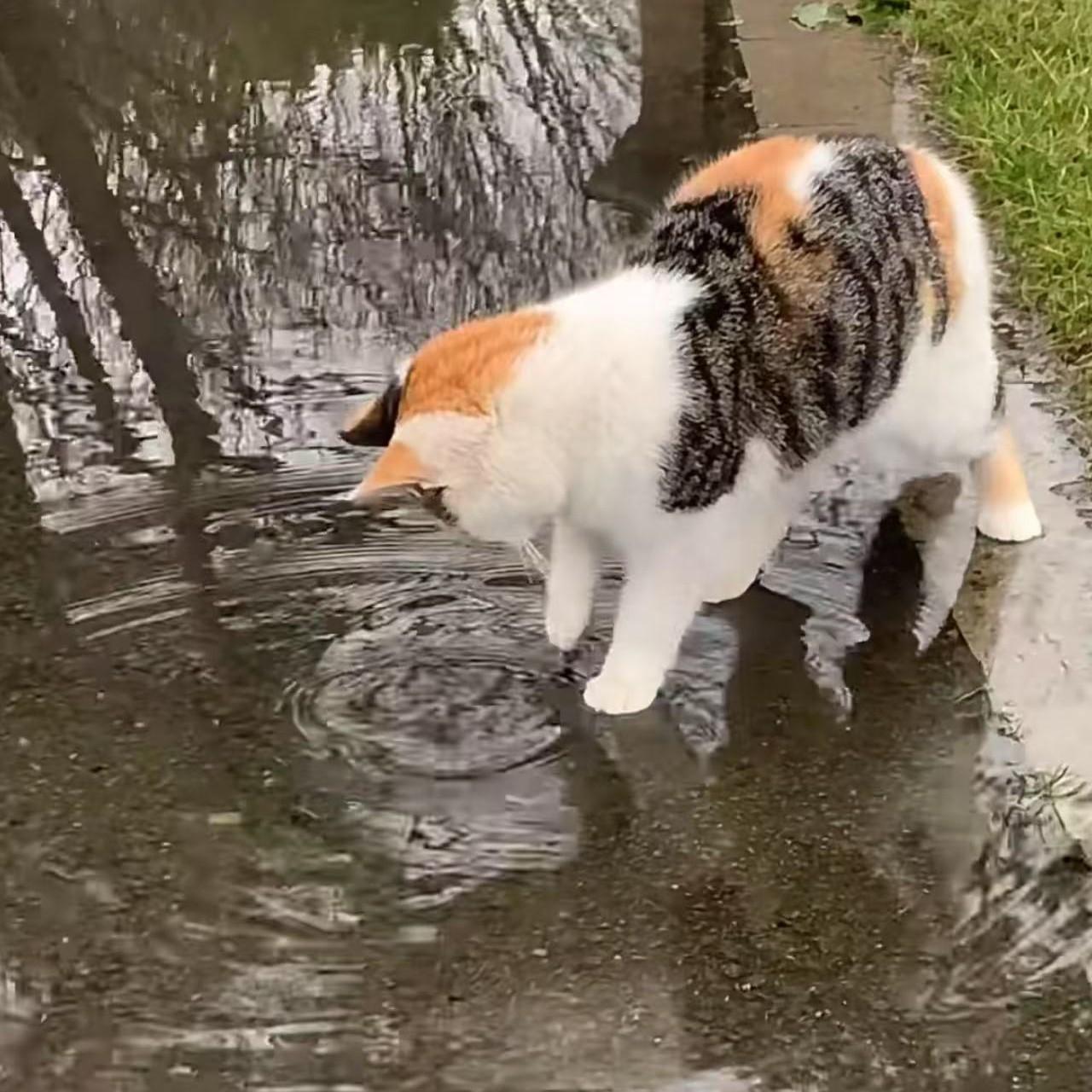 下雨天 南拳妈妈（下雨天了怎么办）封面