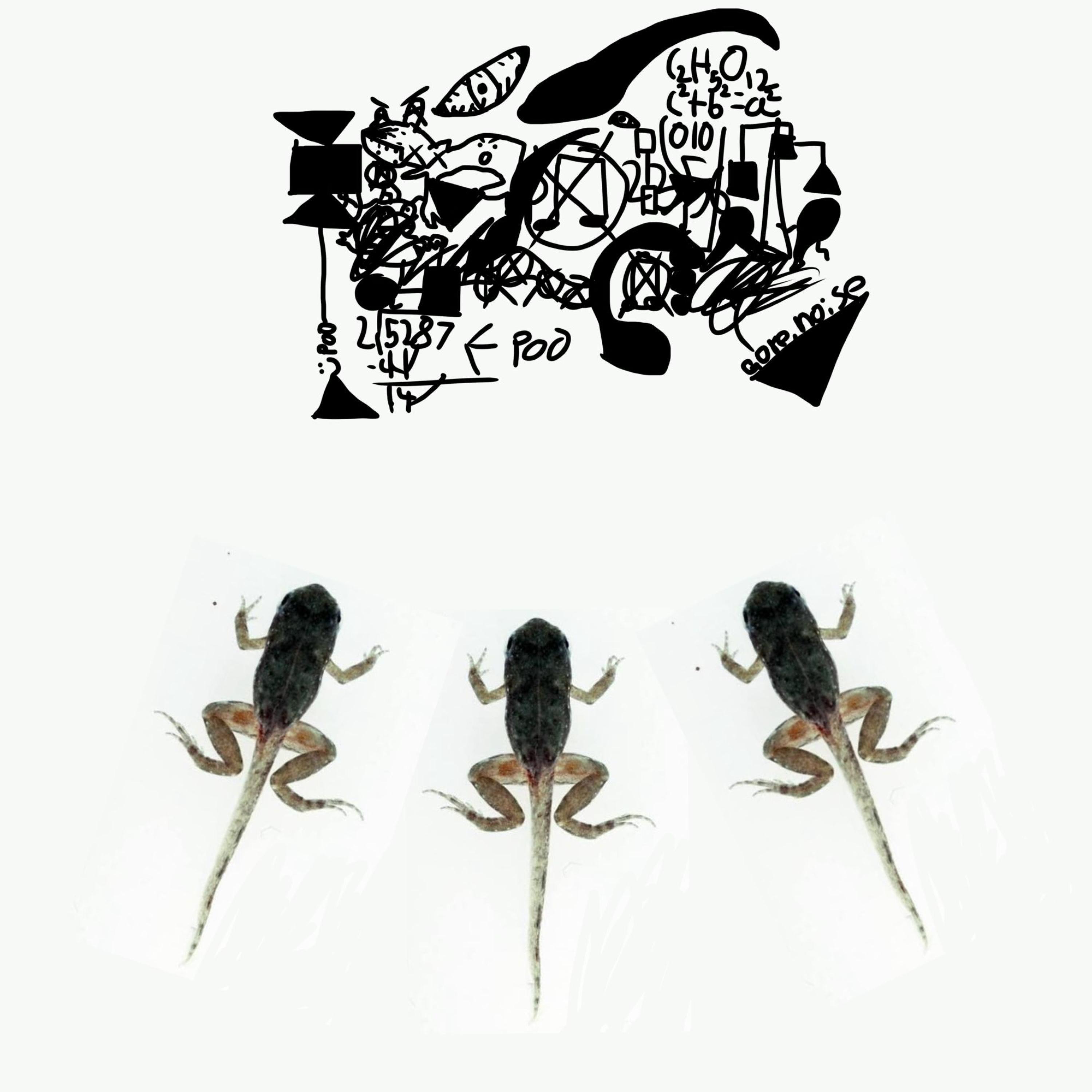 Somaticoperigeusia Kinemusculapathsaporrhagilysisagonylaculapatynisl