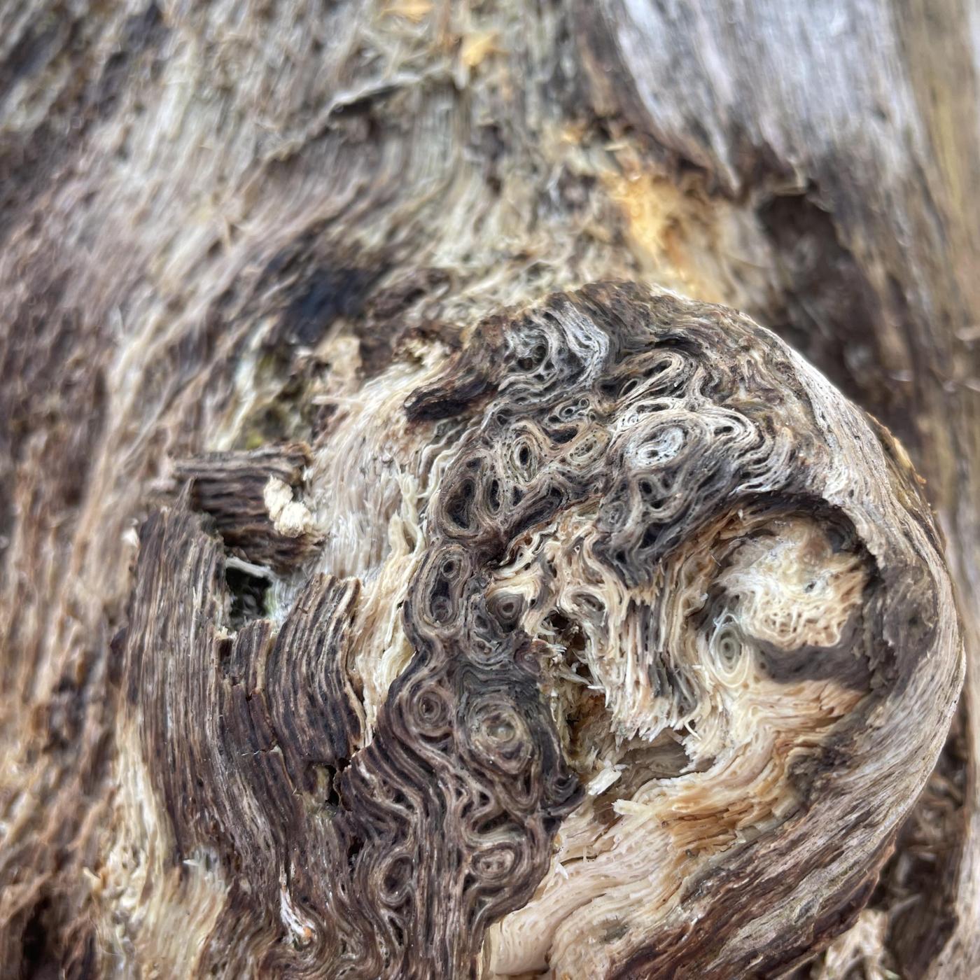 Pedicular Predicament