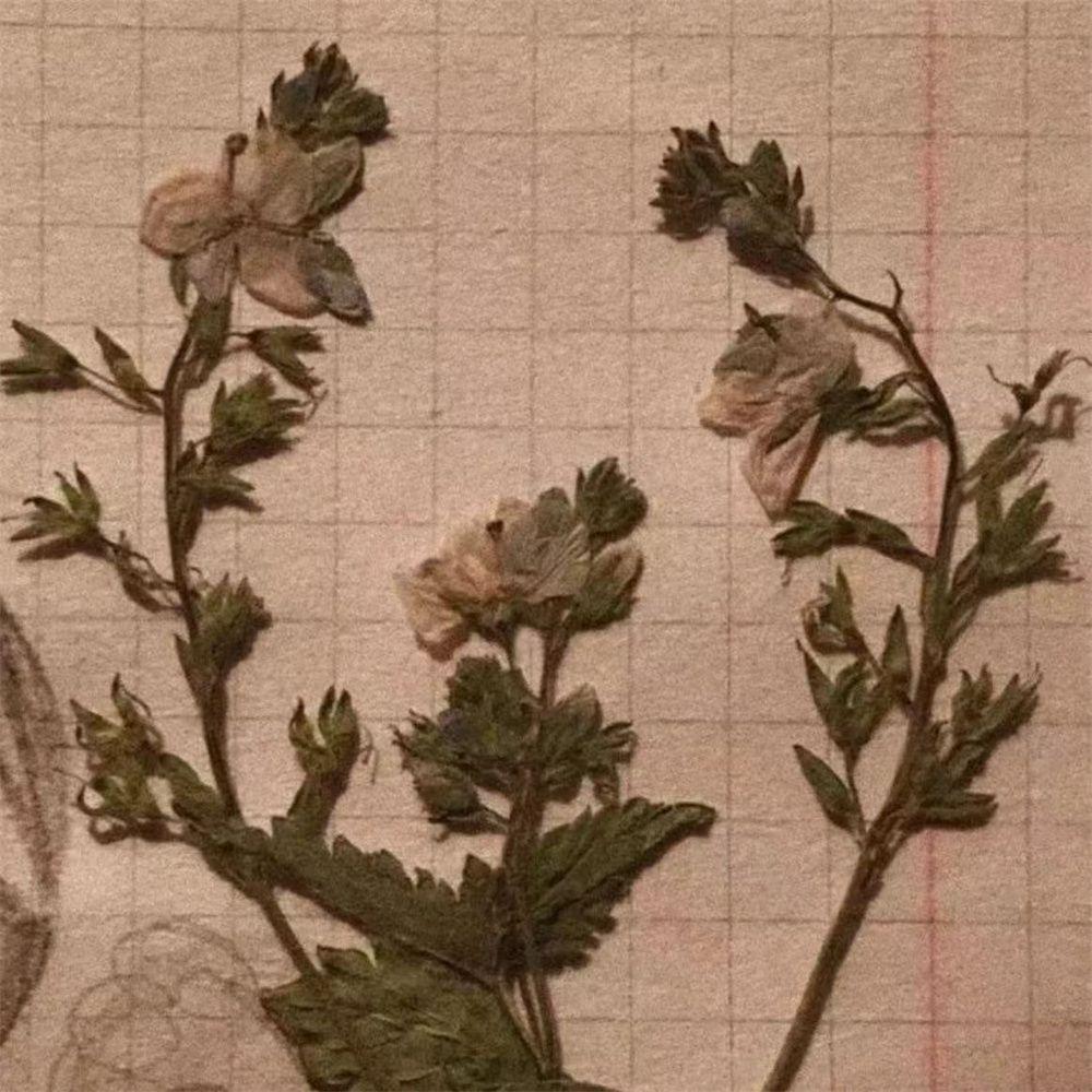 遗憾的告别 - 云听音乐社封面