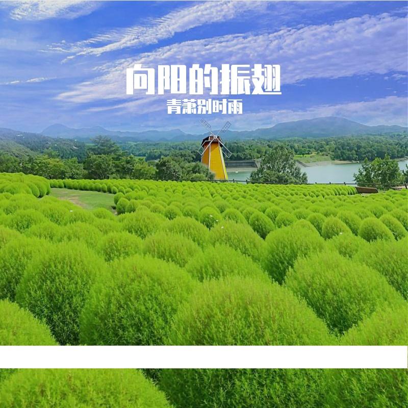 向阳的阶梯上 - 青萧别时雨封面