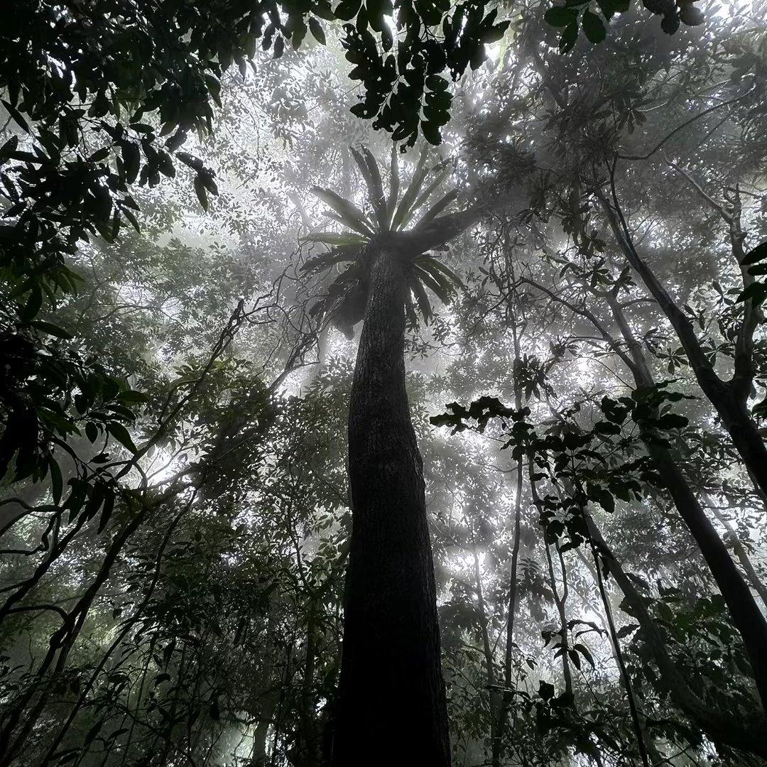 Nida（翻自 卡卡队）