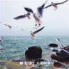 幻昼旋律曲专辑