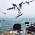 幻昼旋律曲