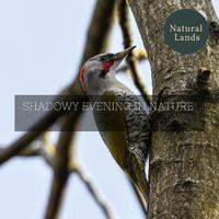 Shadowy Evening in Nature