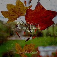 50 Relaxing Nature Music Tracks