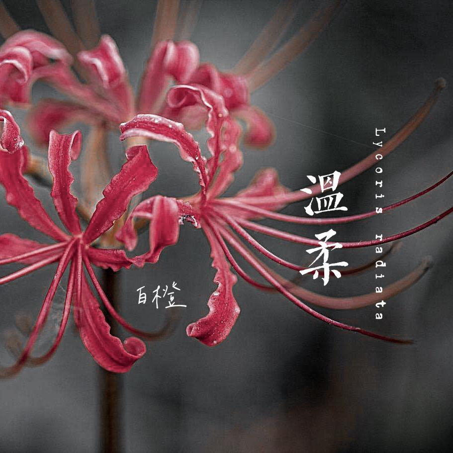 温柔(demo)封面