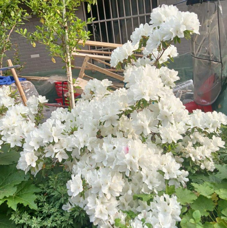 水中仙封面