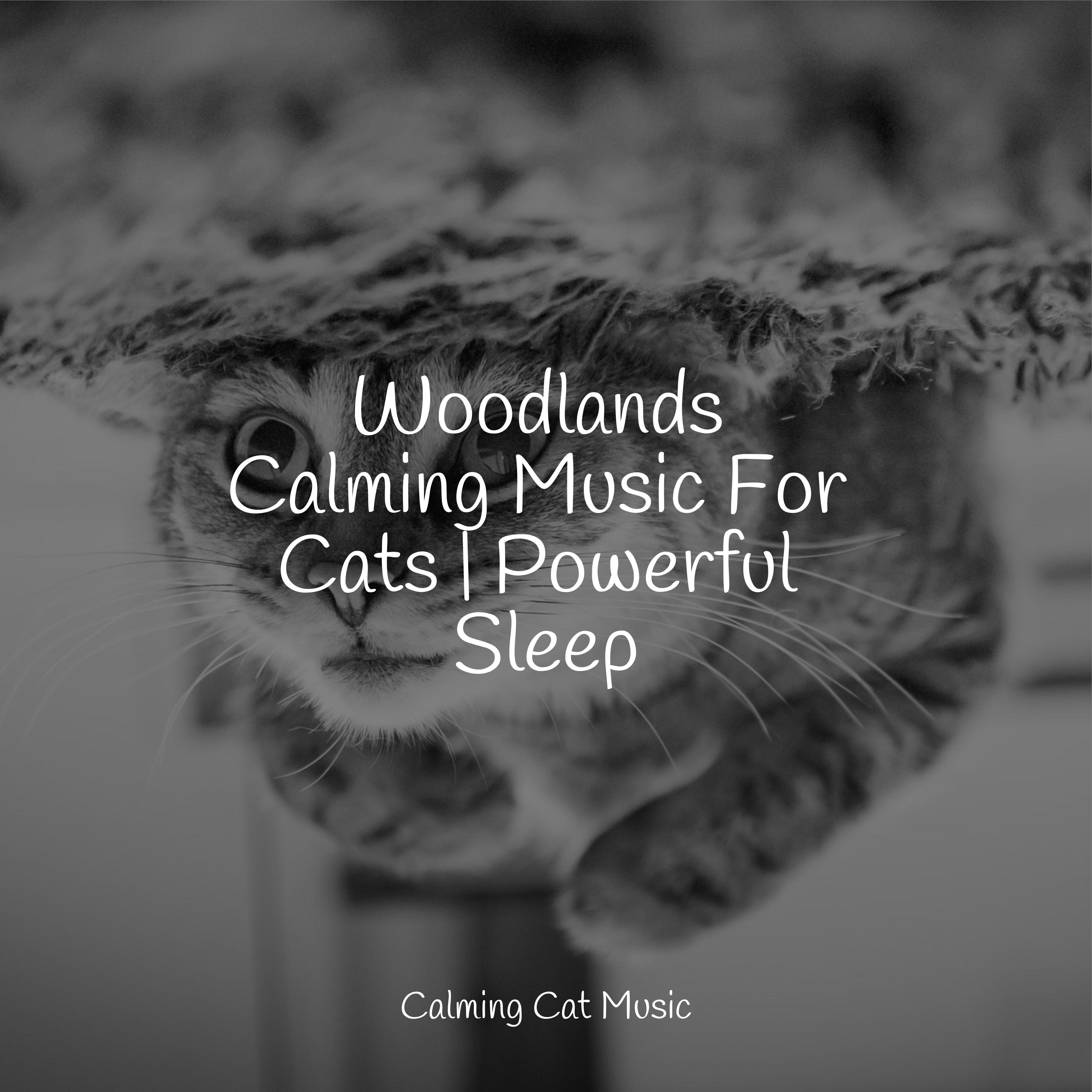 Ambient Noise RelaxMyCat Cat Music Dreams Pet Care Music Therapy ambient-noise-relaxmycat-cat-music-dreams-pet-care-music-therapy