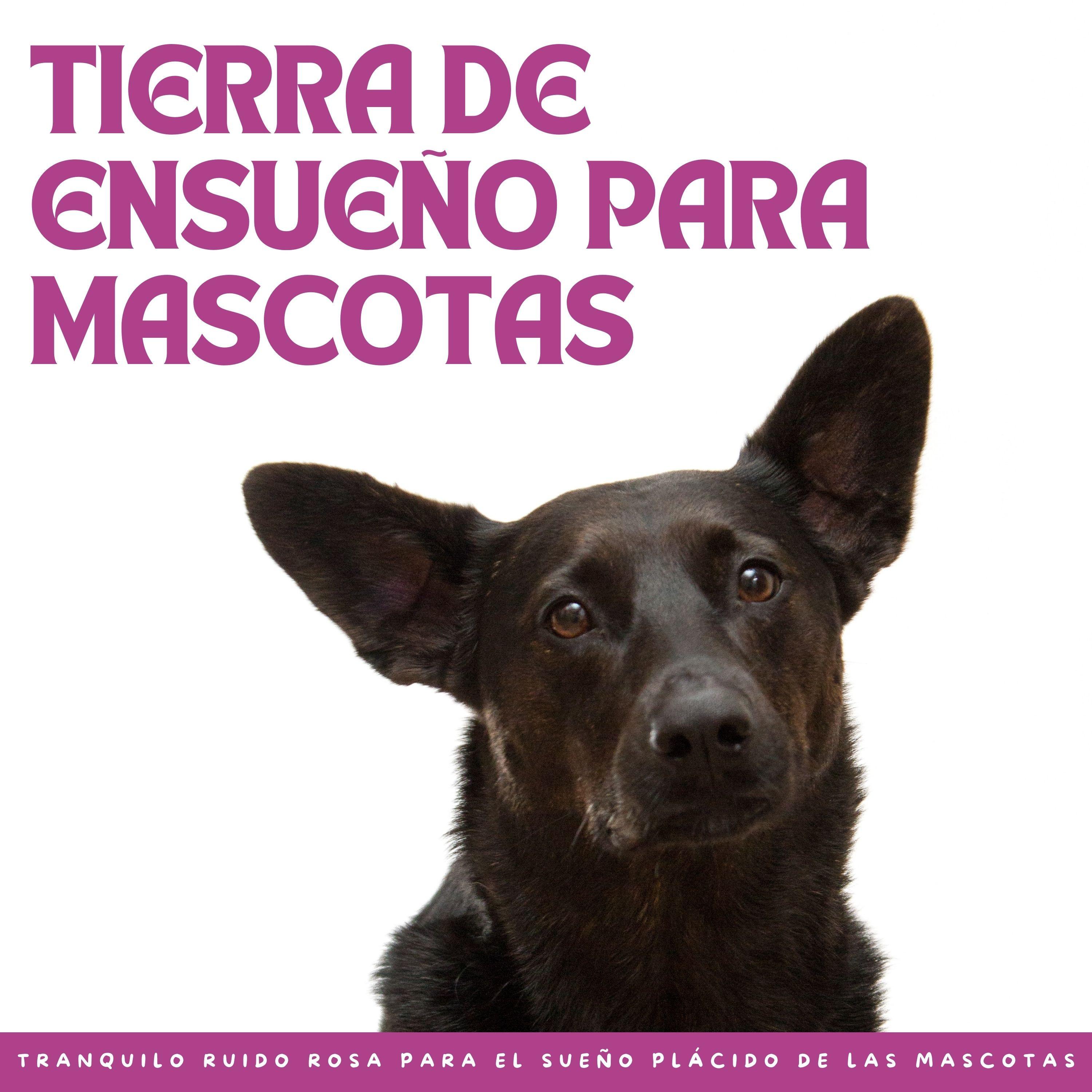 Ruido Rosa Tierno Para La Paz De Las Mascotas_Ruido rosa para dormir_Tierra De Ensueño Para Mascotas: Tranquilo Ruido Rosa Para El Sueño Plácido De Las Mascotas | 在线播放_Ruido Rosa Tierno Para La Paz De Las Mascotas歌词_Ruido Rosa Tierno Para La Paz De Las Mascotas下载 | 网易云音乐