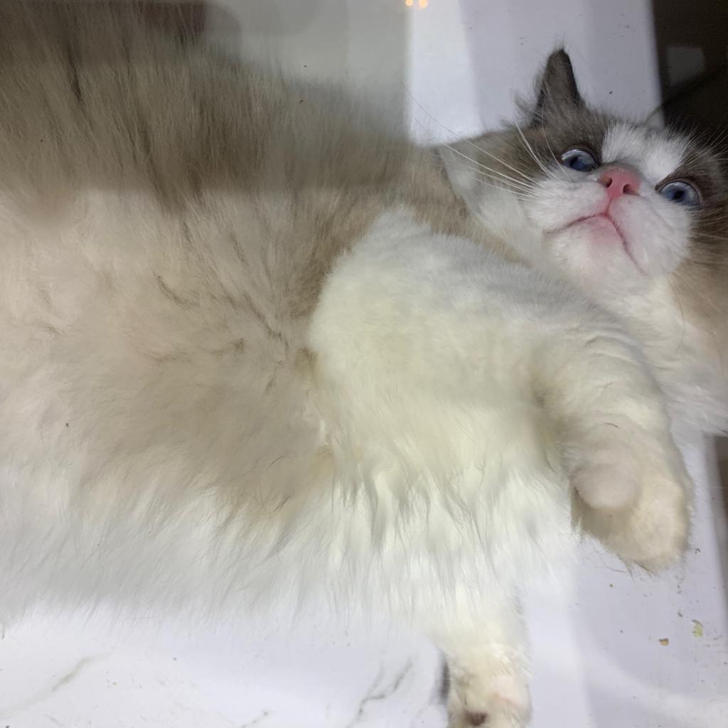 Midori-seven 的歌单