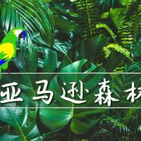 森林歌曲