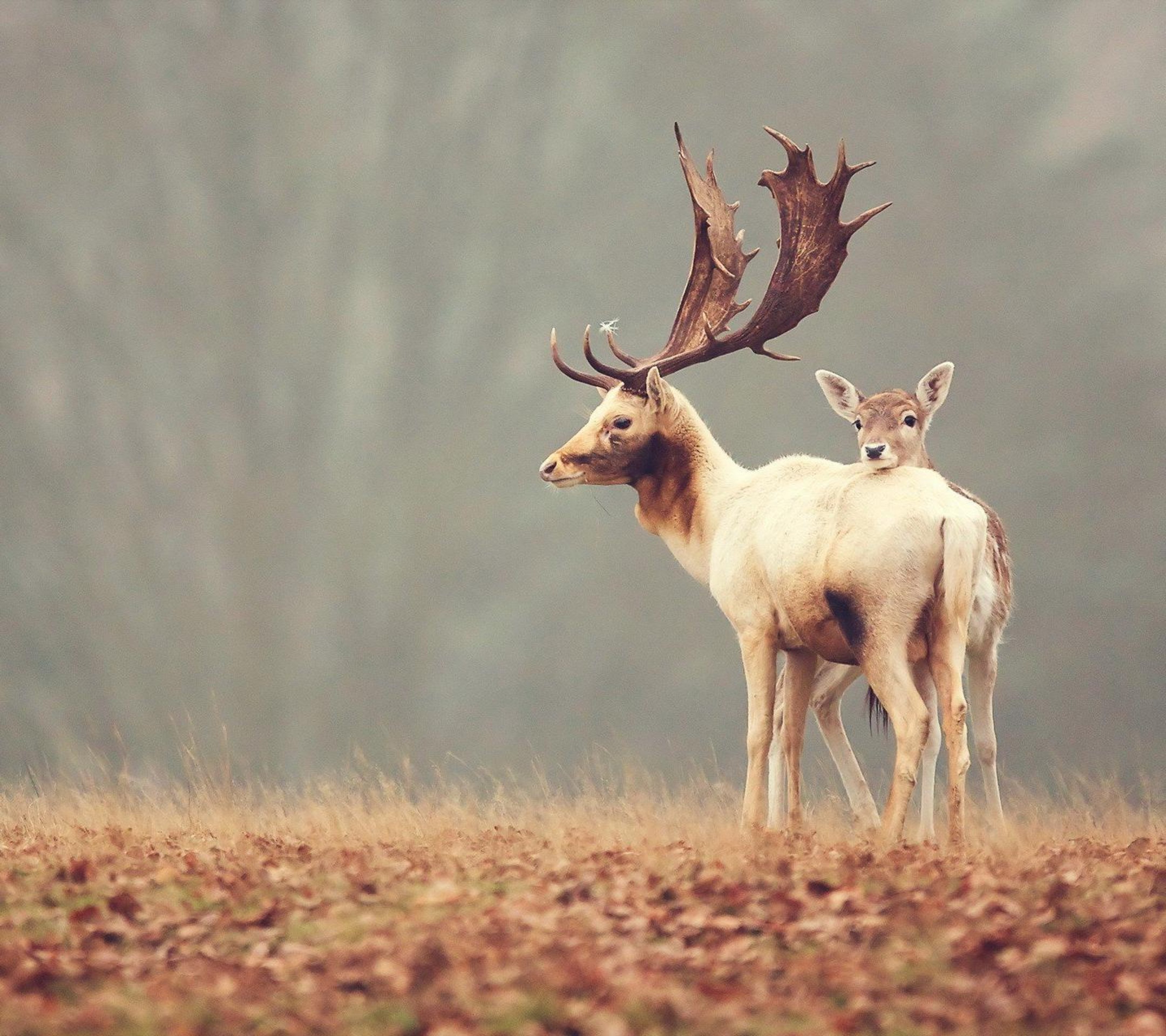 什么鹿中什么成语_成语故事图片(2)