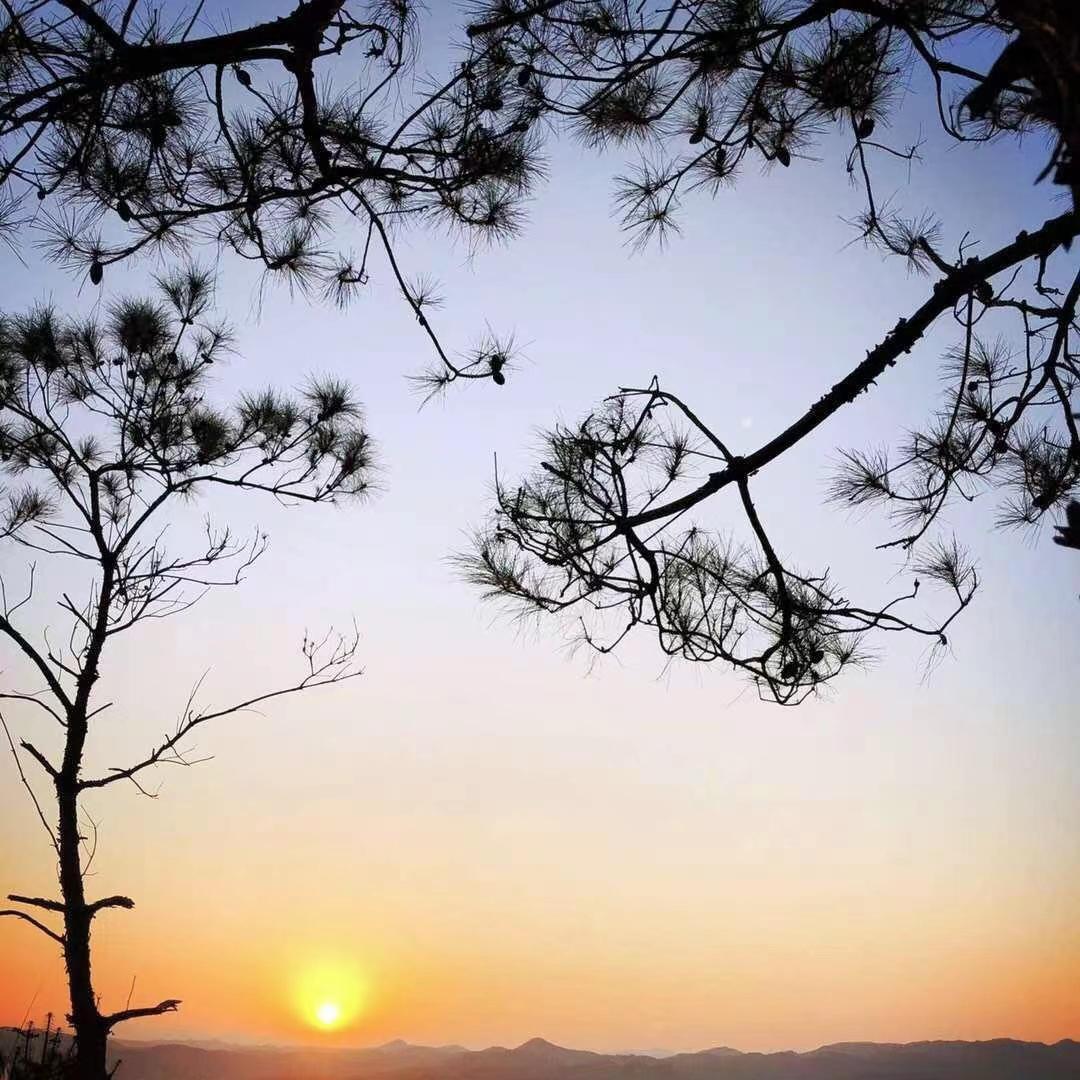 我不愿看它一点点凋落