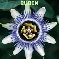 Buben