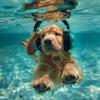 Calming for Dogs - Playful Ocean Waves for Dogs