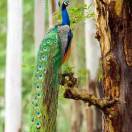 帅帅回复看看看