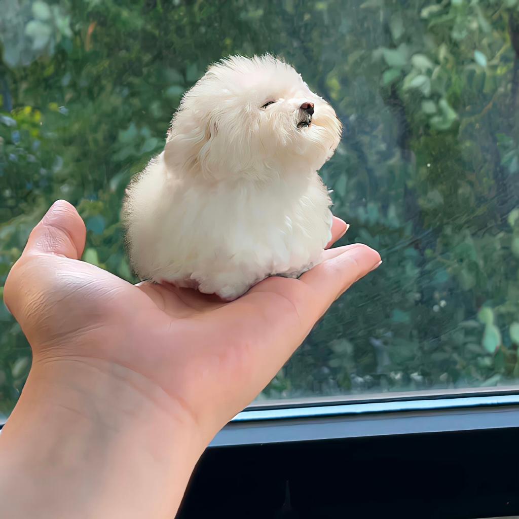 你家的大白菜好贵