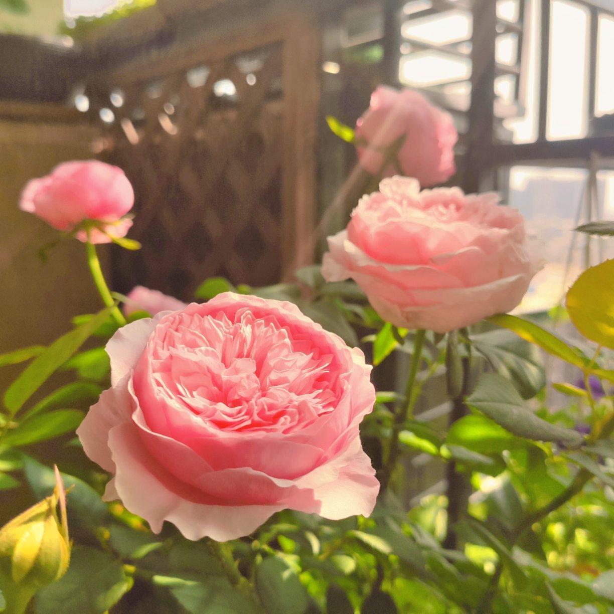 Kuunvalo on kaunis tänä iltana