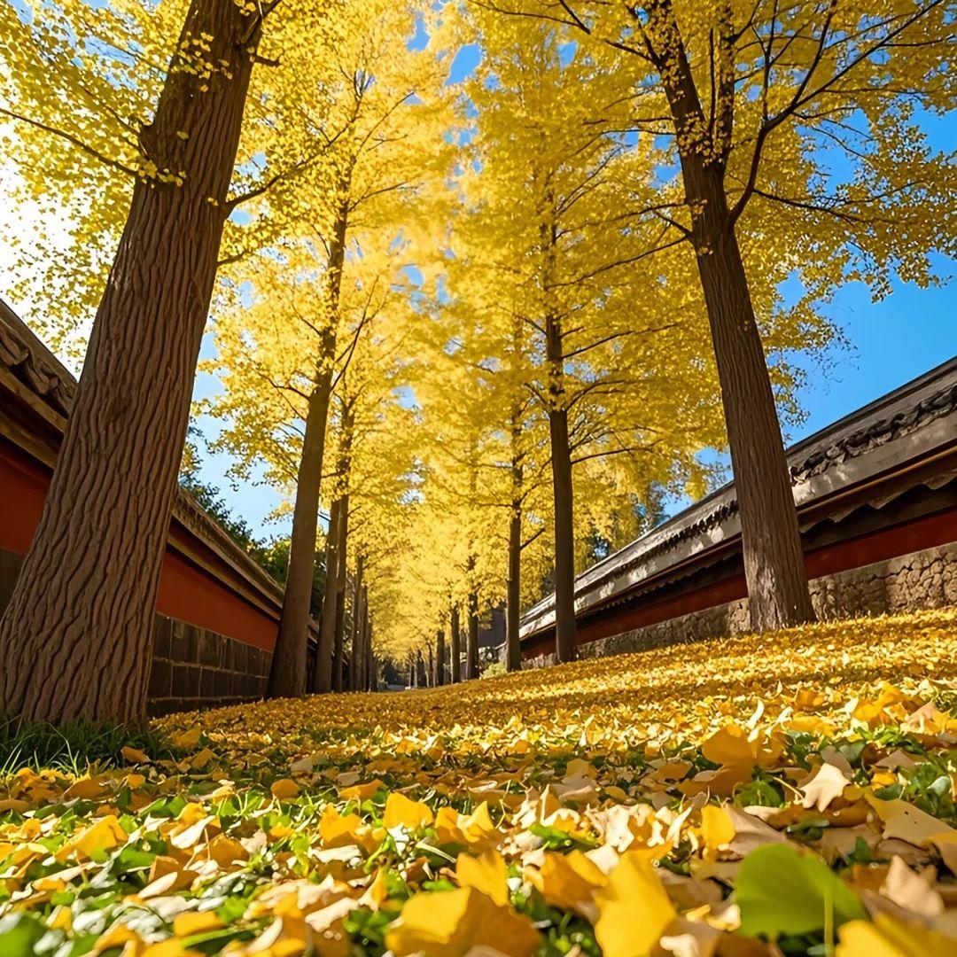 秋去冬来 月如风 能否陪我过个冬 缘起在人群中看你 缘散看你在人群中