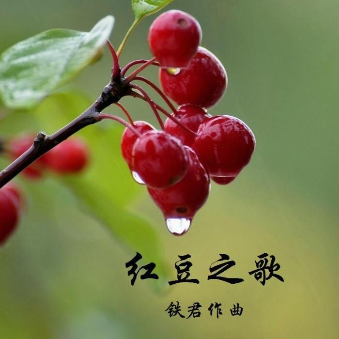 红豆之歌（海的女儿）