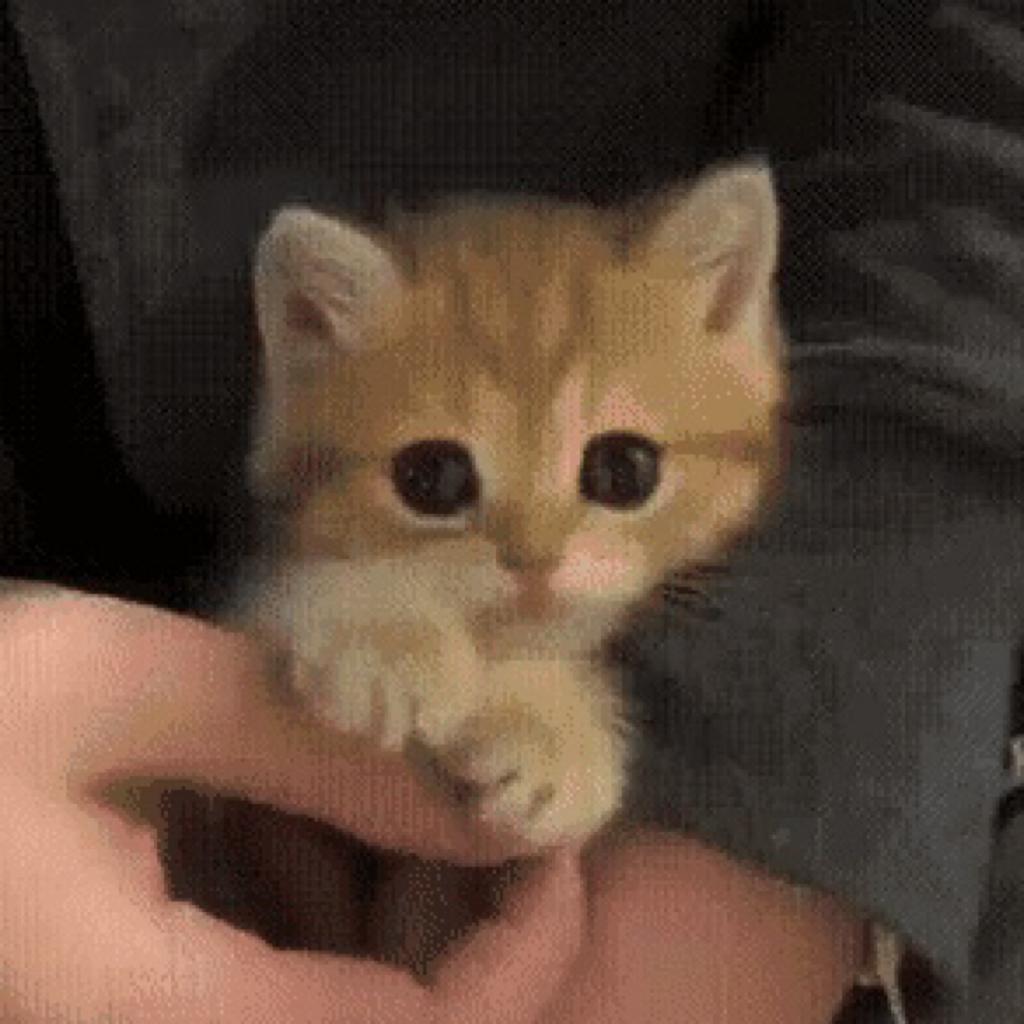 焦糖鹅肝overdose