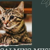 Music for Cats Project