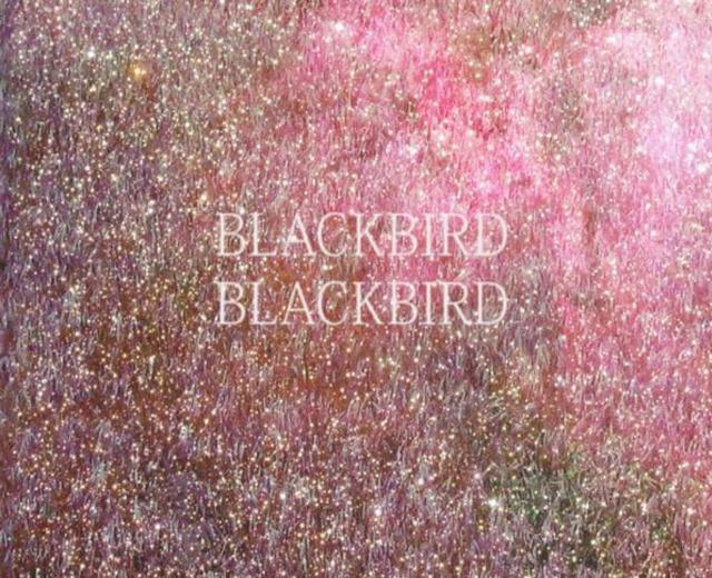 Blackbird Blackbird